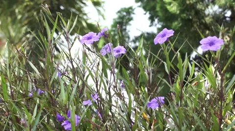 Wind and flower Stock Footage 44205117