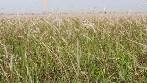 Wind and grass Stock Footage 78170705