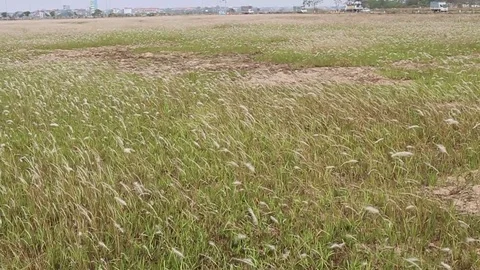 Wind and grass Stock Footage 78170776