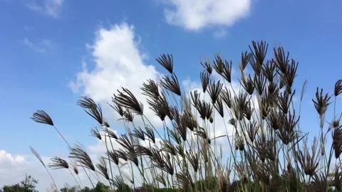 Wind And Grass Stock Footage 130655924