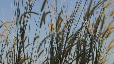 Wind and grass Stock Footage 197586293