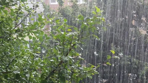 Wind and heavy rain shake the green branch of the tree violently Stockbeeldmateriaal 282023351