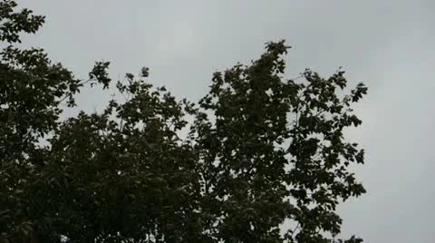 Wind and leaf Stock Footage 11090092