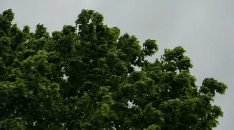 Wind and leaf Stock Footage 11090094