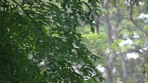 Wind and leaves Stock Footage 10809571