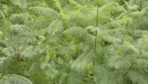 Wind and light rain moving leaves Stock Footage 10835548