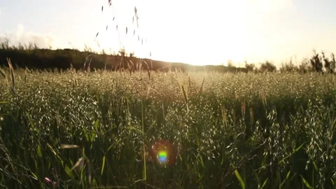 Wind and Nature Video stock 154714121