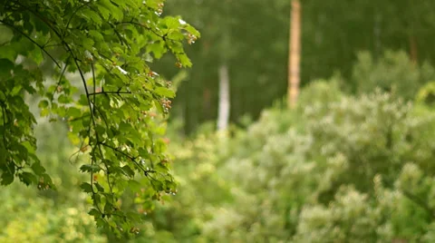 Wind and rain Stock Footage 37572327