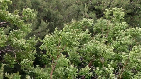 Wind and rain in summer Video stock 5090380