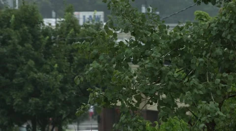 Wind and Rain in the Trees Stock Footage 40846396