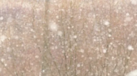 Wind And Snow Winter scene and Blizzard. Stock Footage 58832922