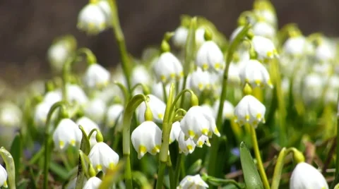 Wind and snowdrops Stock Footage 68725636