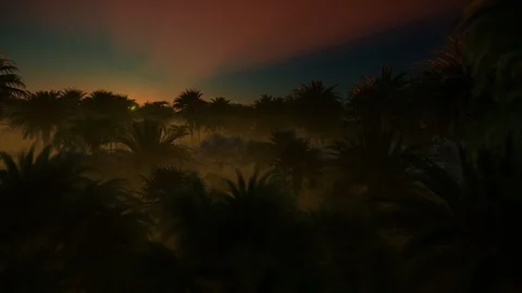 Wind and stormy clouds over palm tree forest 4K Stock Footage 105231849