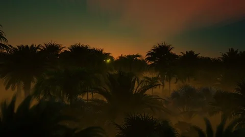 Wind and stormy clouds over palm tree forest Vidéo 107519077