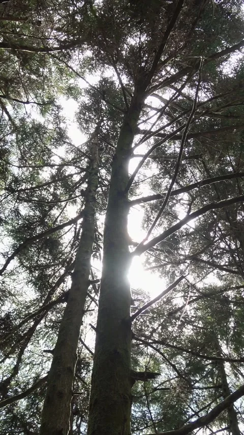 The wind and sunlight among the trees. Stock Footage 340469402