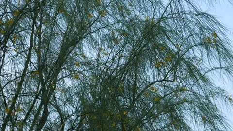 Wind and tree Stock Footage 122127833