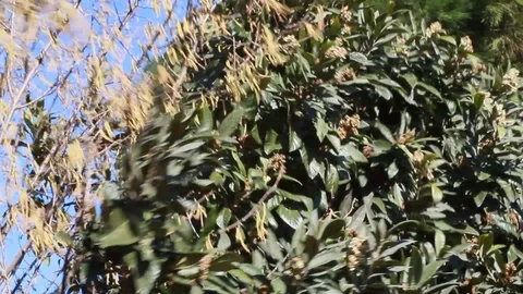 WIND AND TREE Stock Footage 126342135