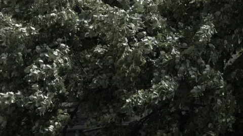 Wind and tree in Poland. Stock Footage 107895753