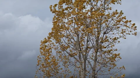 Wind and trees. Stock Footage 142027748