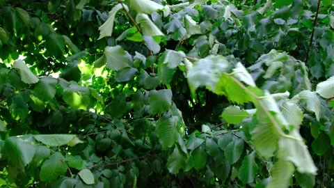 Wind and trees Stock Footage 142073277