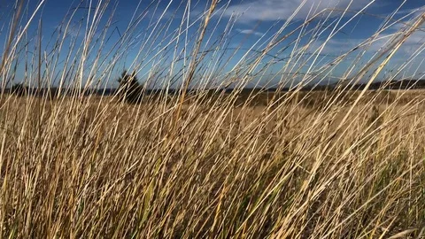 Wind and vegetation in East Hampton 库存影片 83058535