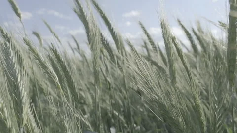 Wınd and weath Video stock 151872170