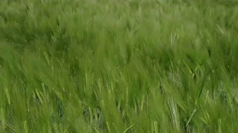 Wind and wheat field Stock Footage 131514061