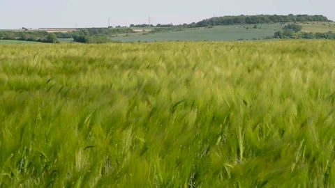 Wind and wheat field Stock Footage 131514062