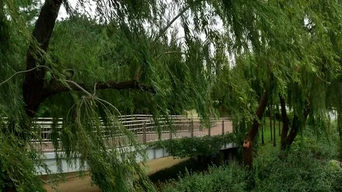 Wind and willow: Stockbeeldmateriaal 80191154