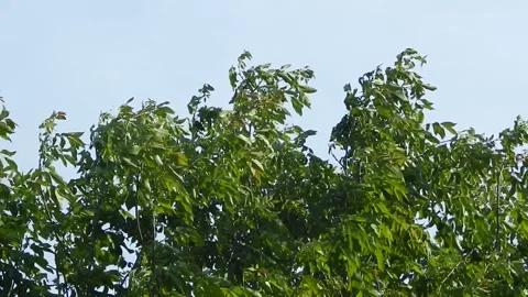 Wind and wood Stock Footage 243827009