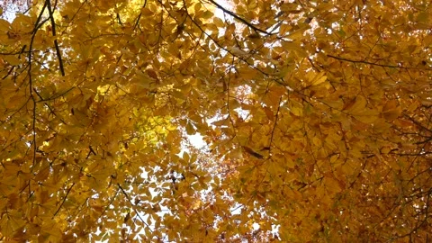Wind and Yellow leaves 스톡 동영상 163642629