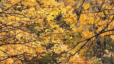 Wind in the autumn forest, falling maple yellow leaves Stock Footage 81223952