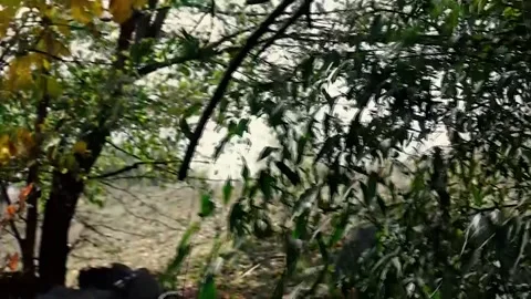 The wind of the autumn forest. The time interval. Stock Footage 254270660