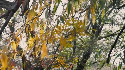 The wind of the autumn forest. The time interval. Stock Footage 254270730