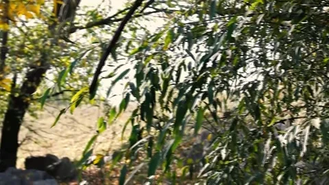 The wind of the autumn forest. The time interval. Stock Footage 254270822