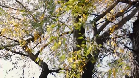 The wind of the autumn forest. The time interval. Stock Footage 254270824