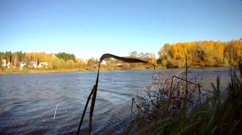 Wind, autumn, reeds 스톡 동영상 32162524