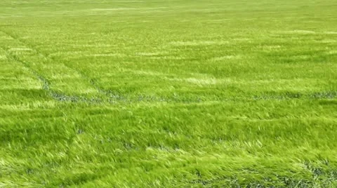 Wind in the Barley field Stock Footage 11078347