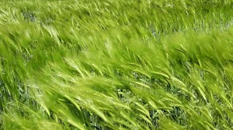 Wind in the Barley field Stock Footage 11078769