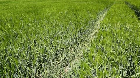 Wind in the Barley field Video stock 11079163