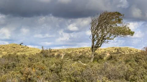 Wind battered tree in dunes Stock Photos