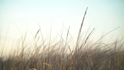 Wind in beachgrass Stock Footage 127934388