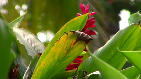 Wind Behind the Leaves Stock Footage 238766946