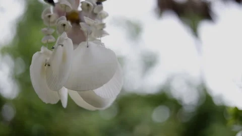 Wind Bell Or Wind Chimes Made FFrom Shell Stock Footage 282769558
