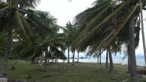 Wind bend leaves of palm trees on tropical coast Vídeos de archivo 308214292