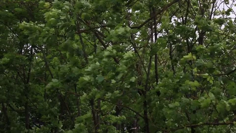 The wind bends branches of trees Vidéo 76161367