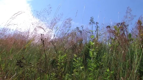The wind bends the grass Stock Footage 107933167