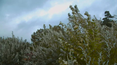 The wind bends the trees on a cool and cloudy day 動画素材 289810811