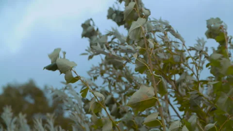 The wind bends the trees on a cool and cloudy day 動画素材 289811219