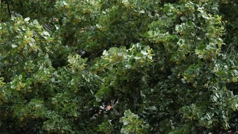 The wind bends the trees Stock Footage 119213874